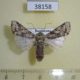 38158p-Noctuidae-sp.-Dominicana-7