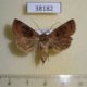 38182p-Noctuidae-Chersotis-cuprea-Krasnoyarsk-reg.-8