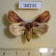 38195p Noctuidae Madacontia gloriosa f Madagascar $15