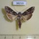 38210p-Noctuidae-Cucullia-artemisiae-Primorye-6