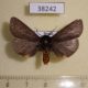 38242p-Arctiidae-Epatolmis-caesarea-Primorye-8