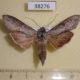 38276p-Noctuidae-Cucullia-distinguenda-Transbaikal-reg.-12