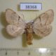 38368p-Notodontidae-Phalerodonta-bombycina-Primorye-5