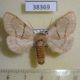 38369p-Notodontidae-Phalerodonta-bombycina-Primorye-7