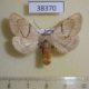 38370p-Notodontidae-Phalerodonta-bombycina-Primorye-6