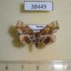 38449p-Noctuidae-Pangrapta-marmorata-Primorye-6