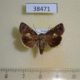 38471p-Noctuidae-Dimorphicosmia-variegata-Primorye-4