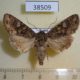 38509p-Noctuidae-Mamestra-brassicae-f-Primorye-5