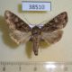 38510p-Noctuidae-Mamestra-brassicae-Primorye-3