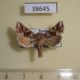 38645p-Noctuidae-Hadena-corrupta-Transbaikal-reg.-5