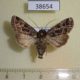 38654p-Noctuidae-Heliophobus-texturata-f-Transbaikal-reg.-5