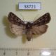 38721p-Noctuidae-Euxoa-distinguenda-f-Transbaikal-reg.-15