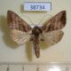 38734p-Noctuidae-Anadevidia-peponis-Primorye-3