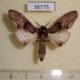38775p-Notodontidae-Atrasana-centralis-Madagascar-7