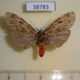 38783p-Arctiidae-Phryganopteryx-perineti-Madagascar-8
