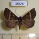 38826p-Noctuidae-sp.-Dominicana-4