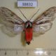 38832p-Arctiidae-Calidota-strigosa-Dominicana-15