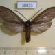 38833p-Arctiidae-Opharus-bimaculata-Dominicana-7