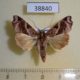38840p-Noctuidae-Callopistria-floridensis-Dominicana-5