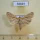 38849p-Noctuidae-Mythimna-impura-f-Primorye-3