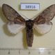 38916p-Notodontidae-Peridea-lativitta-Primorye-7
