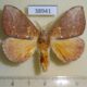 38941p Notodontiidae Pachycispia picta Madagascar $15