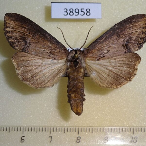Notodontiidae Rasemia descarpentrianum f Madagascar