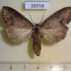38958p Notodontiidae Rasemia descarpentrianum f Madagascar $15