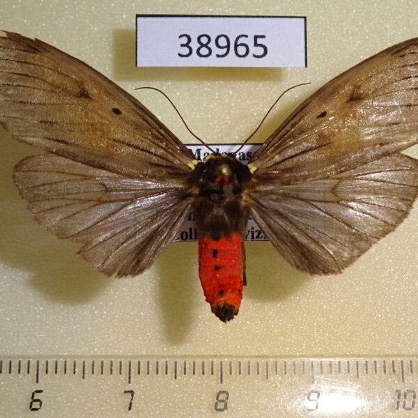 Arctiidae Phryganopteryx nebulosa Madagascar