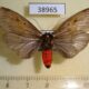 38965p Arctiidae Phryganopteryx nebulosa Madagascar $12