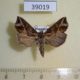 39019p-Noctuidae-Plusiodonta-thomae-Dominicana-7