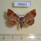39021p-Noctuidae-Azeta-repugnalis-Dominicana-6