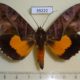 39222p-Noctuidae-Eudocima-divitiosa-Uganda-15