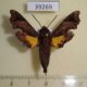 39269p-Sphingidae-Temnora-pseudopylas-Uganda-30