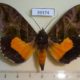 39374p-Noctuidae-Eudocima-divitiosa-Uganda-17
