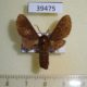 39475p-Arctiidae-Metarctia-haematica-Uganda-9