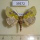 39572p-Noctuidae-Ectolopha-viridescens-Uganda-8
