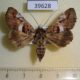 39628p-Noctuidae-Pseudotolna-leucomelas-f-Uganda-10