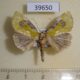 39650p-Noctuidae-Ectolopha-viridescens-Uganda-12