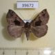 39672p-Noctuidae-Dichromia-mesomelaena-Uganda-7