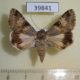 39841p-Noctuidae-Melipotis-ochrodes-f-Dominicana-5