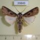 39849p-Noctuidae-Agrotis-malefida-Dominicana-8