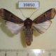 39850p-Noctuidae-Agrotis-repleta-Dominicana-6