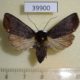39900p-Noctuidae-sp.-Dominicana-6