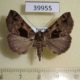39955p-Noctuidae-Dichromia-mesomelaena-Uganda-7