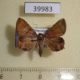 39983p-Noctuidae-Eulepidotis-addens-Dominicana-7
