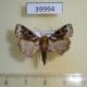 39994p Noctuidae Callopistria sp. Uganda $6