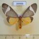 39999p-Arctiidae-Caryatis-phileta-Uganda-20