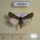 40024p-Noctuidae-Lophotarsia-sp.-Uganda-5