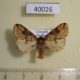 40026p-Arctiidae-Pericaliella-melanodisca-Uganda-10